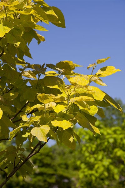 Catalpa bignonioides, Trompetenbaum, 40–60 cm, ca. 12 cm Topf