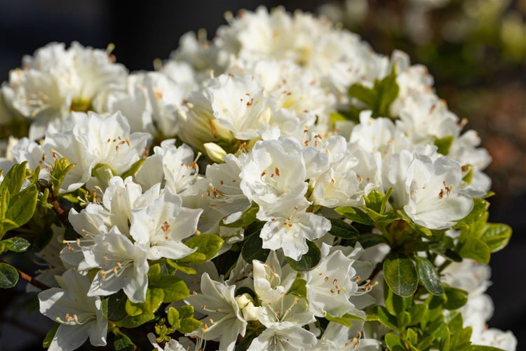 Rhododendron obtusum 'Adonis', Azalee, rosa Blüten, 20–25 cm