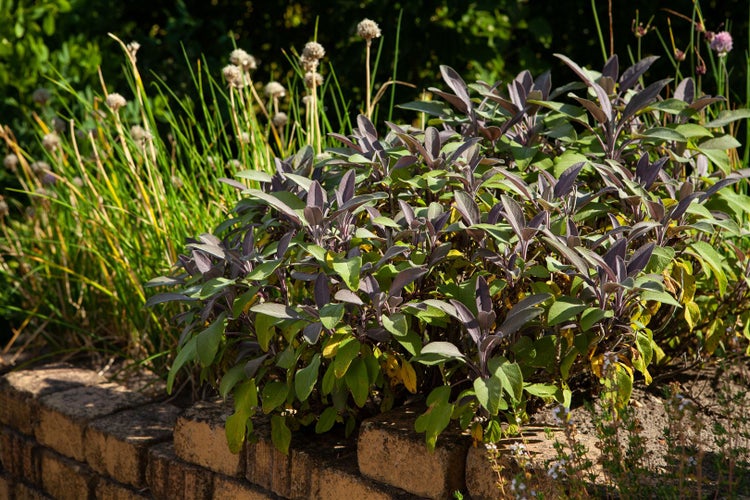 Salvia officinalis 'Purpurascens', Purpursalbei, ca. 9x9 cm Topf