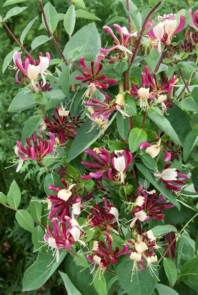 Lonicera periclymenum 'Serotina', Geißblatt, rot-gelb, 40–60 cm