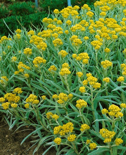 Helichrysum thianshanicum 'Schwefellicht', Strohblume, schwefelgelb, ca. 9x9 cm Topf