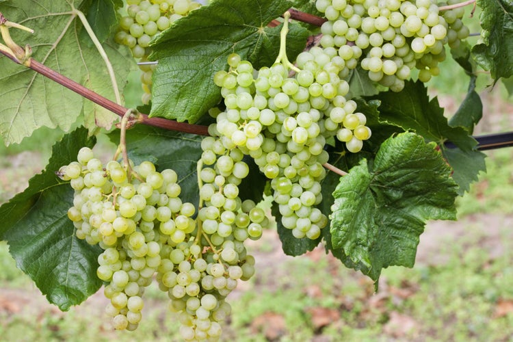 Vitis vinifera 'Romulus', Weinrebe, 80–100 cm