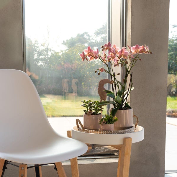 Kolibri Orchids Altrosa Phalaenopsis Orchidee Jewel Treviso Topfgröße  12cm blühende Zimmerpflanze frisch vom Züchter