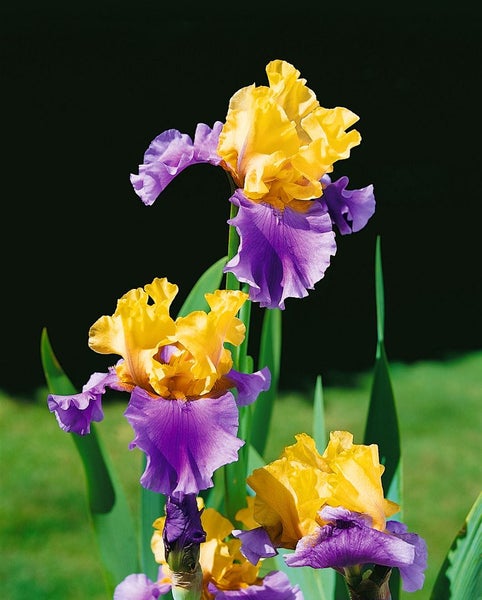Gelb-lila Schwertlilienblüten im Garten