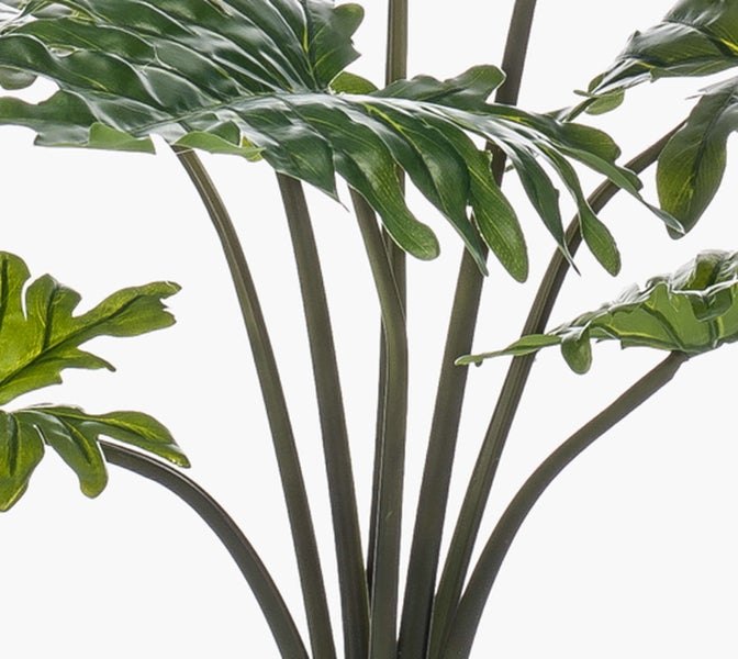 Grüne Wedel eines Farns, Hängepflanze für den Innenbereich.