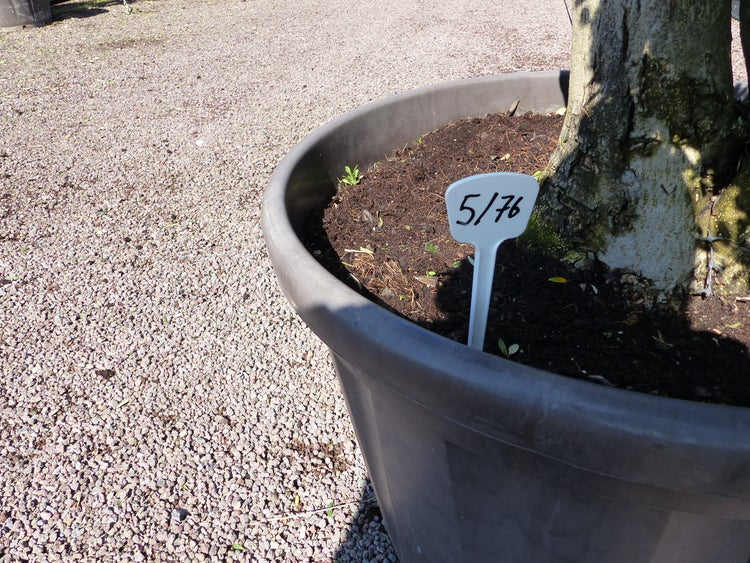 Olivenbaum 7 Pon Pon Bonsai Formgehölz Gartenbonsai Olea europaea Olive winterhart