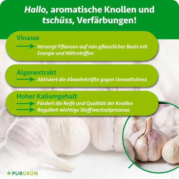 Infografik zu Purgrün Knoblauchdünger mit Details zu Vinasse, Algenextrakt und Kalium für gesunde Knollen ohne Verfärbungen. Purgrün Logo.