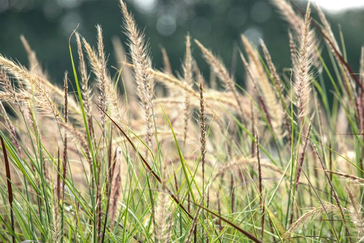 Ziergras mit dekorativen Blütenständen im Garten.