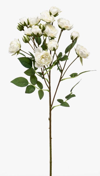 Palmfarn Cycas revoluta im schwarzen Kulturtopf, Zimmerpflanze mit fiedrigen grünen Blättern und dickem Stamm.