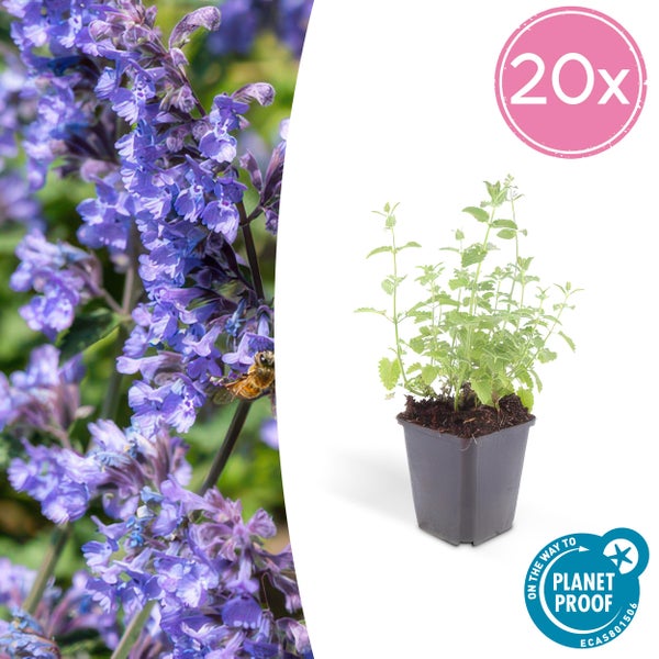 Set aus 20 Katzenminze-Pflanzen Nepeta im Topf, Nahaufnahme violetter Blüten mit einer Biene, Planet Proof zertifiziert