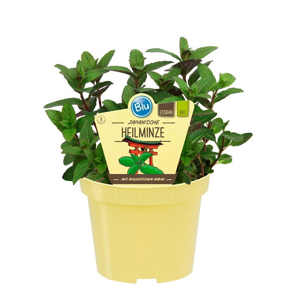 Japanische Heilminze in BIO-Qualität - Mentha arvensis x spicata - Kräuterpflanze im 12cm Topf