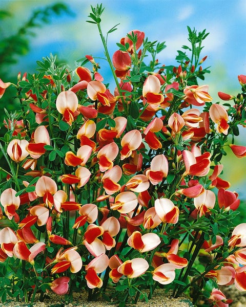 Cytisus scoparius 'Maria Burkwood', Besenginster, gelb, 60–80 cm