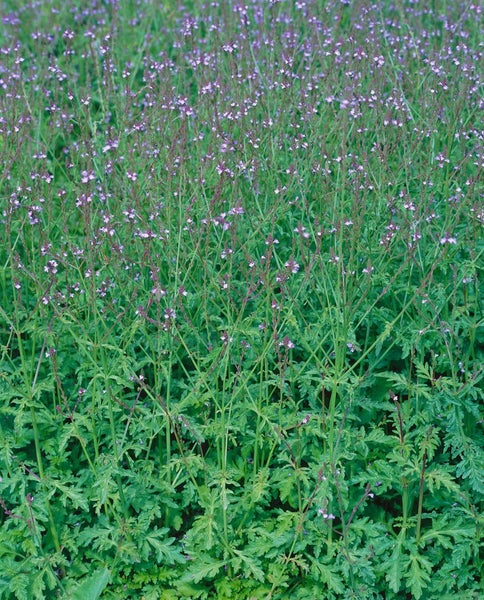 Verbena officinalis, Eisenkraut, ca. 9x9 cm Topf, heilkräftig