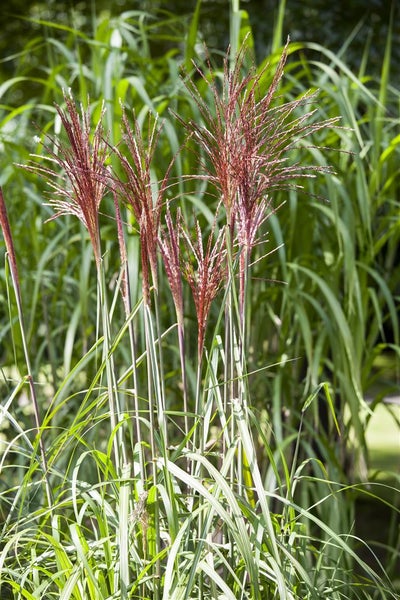 Miscanthus sinensis 'Pünktchen', Chinaschilf, grün-gelb, 3-5 Liter Topf