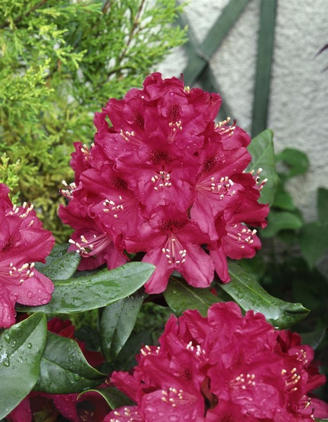 Rhododendron 'Nova Zembla', rot, 60–70 cm