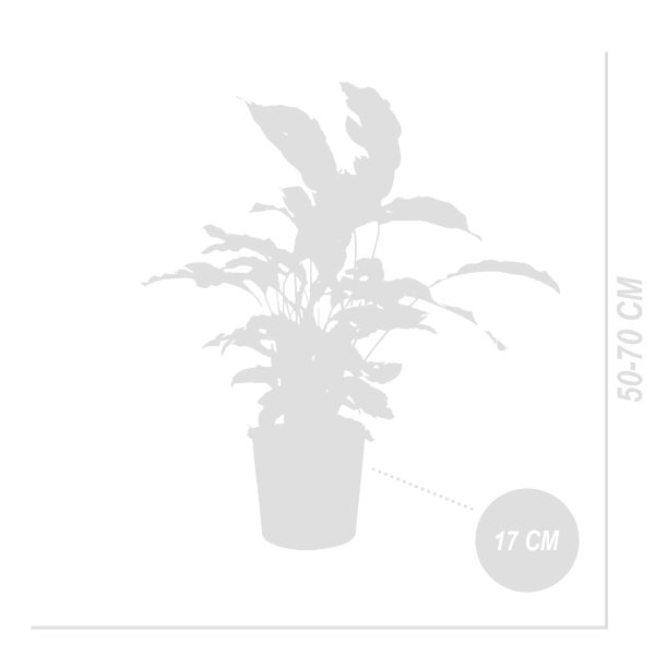Bloomique - 2er Set - Calathea White Fusion - Korbmarante - Zimmerpflanzen - Pflegeleicht - Luftreinigend - Höhe 60-80 cm - Topf 17 cm