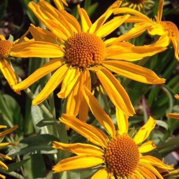 Sonnenbraut-Blume mit gelben Blütenblättern und braunem Blütenkopf