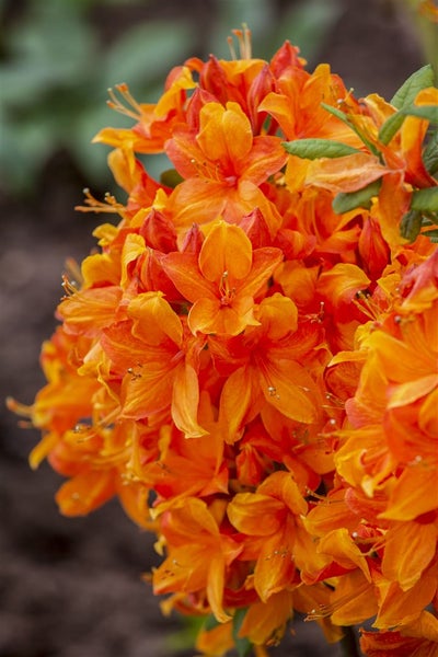 Rhododendron luteum 'Golden Eagle', gelb, 30–40 cm
