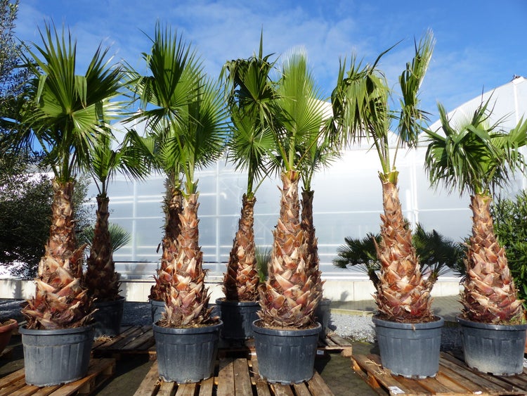 Washingtonia Robusta Premium 250-300 cm, XXL Stamm 125-150 cm Petticoat Palme