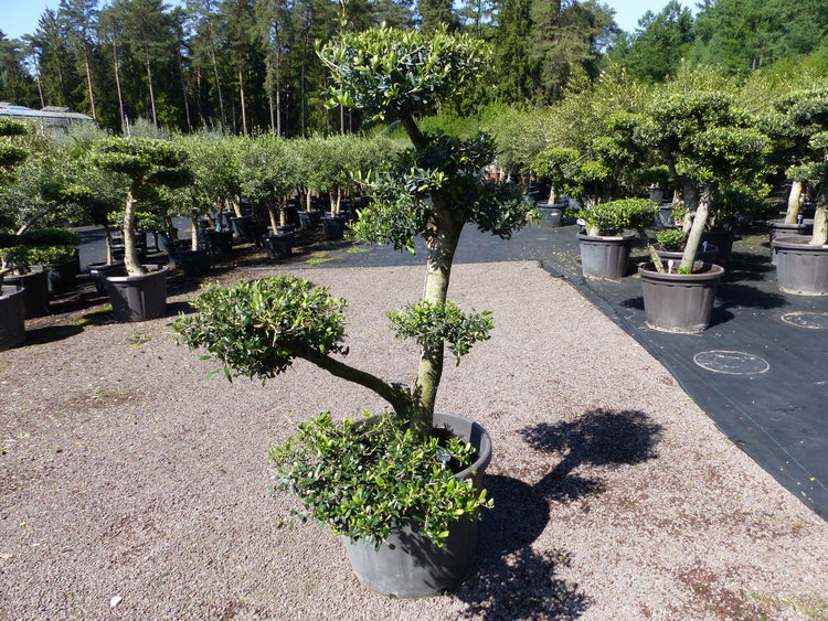 Olivenbaum 8 Pon Pon Bonsai Formgehölz Gartenbonsai Olea europaea Olive winterhart