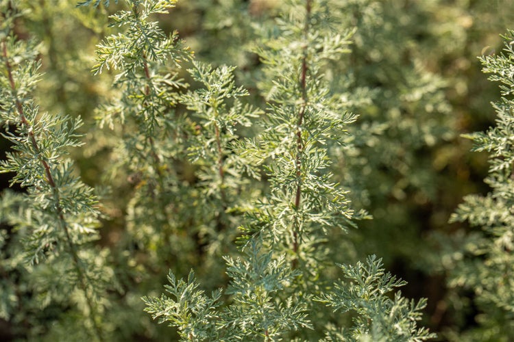 Artemisia absinthium, Wermut, silbrig-grün, ca. 9x9 cm Topf