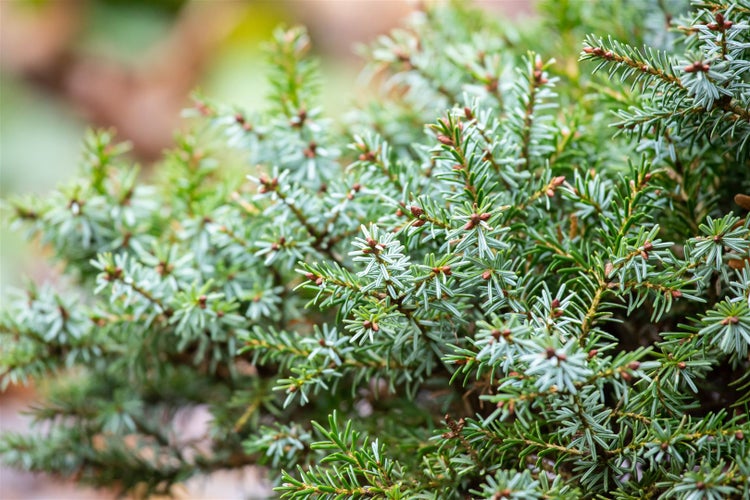 Picea omorika 'Nana', Serbische Fichte, kompakt, 70–80 cm