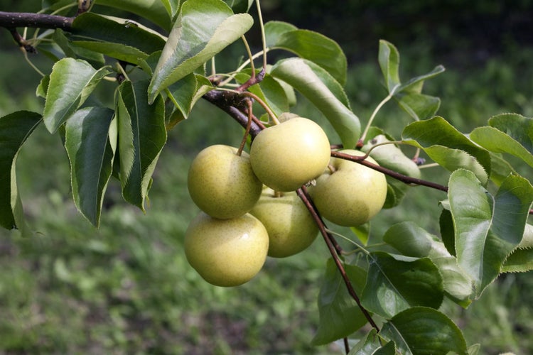 Prunus domestica 'Zwergobst', Terrassenobst, 40 cm Stammhöhe