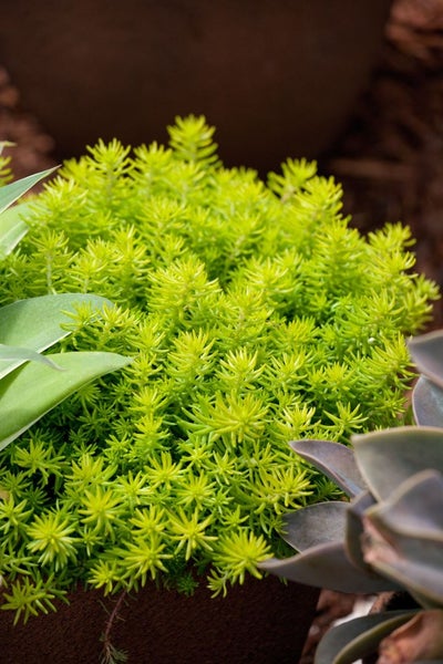 Gold-Fetthenne im Detail