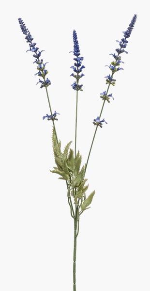 Zwei aufrechte Blütenstände des blauen Ziersalbeis.
