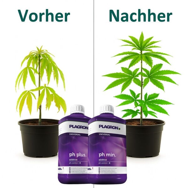 Vorher-Nachher-Darstellung einer Pflanze mit Plagron pH-Plus und pH-Minus zur pH-Wert-Regulierung