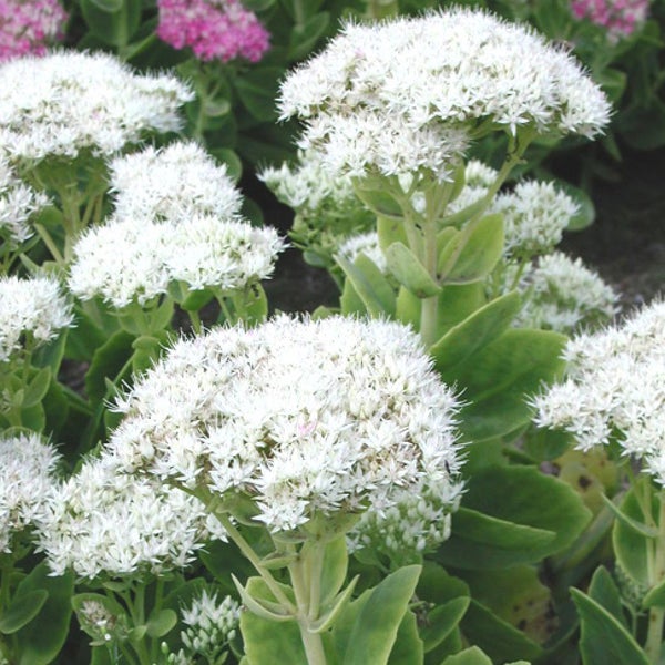 Fetthenne mit weißen Blüten