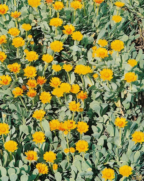 Hieracium pilosella, Habichtskraut, ca. 9x9 cm Topf, bodendeckend