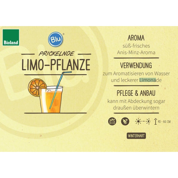 Limonadenpflanze - Limokraut in BIO-Qualität - Agastache mexicana - Kräuterpflanze im 12cm Topf
