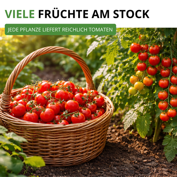 Geflochtener Korb mit reifen Tomaten neben einer Tomatenpflanze mit vielen Früchten in einem sonnigen Garten.