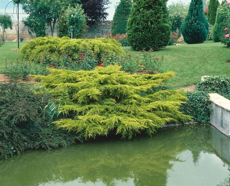 Juniperus media 'Pfitzeriana Aurea', Gold-Wacholder, 30–40 cm