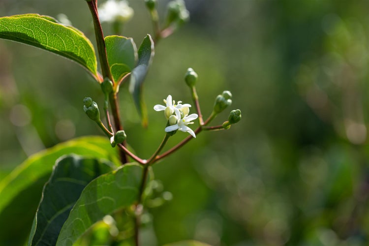 Nahaufnahme einer blühenden Pflanze mit kleinen weißen Blüten und grünen Knospen an einem verzweigten Stängel in einem Garten.