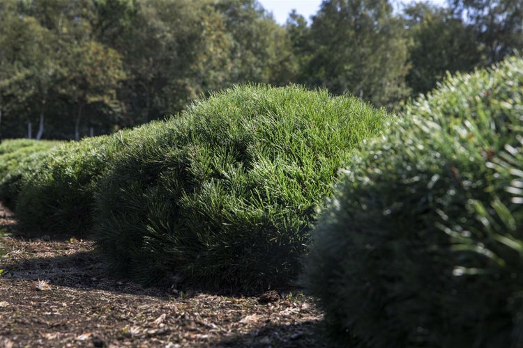 Pinus mugo 'Pumilio', Bergkiefer, kompakt, 15–20 cm