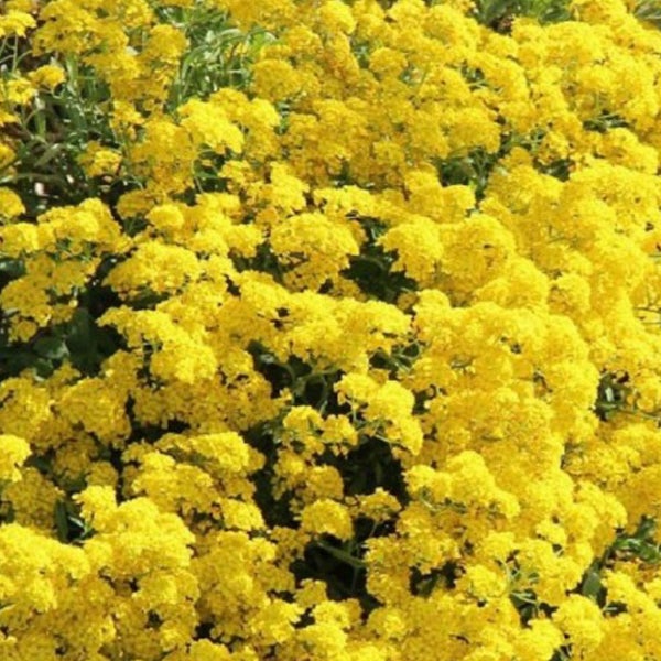 Gelbes Steinkraut im Detail