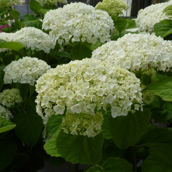 Nahaufnahme einer weißen Hortensie mit grünen Blättern.
