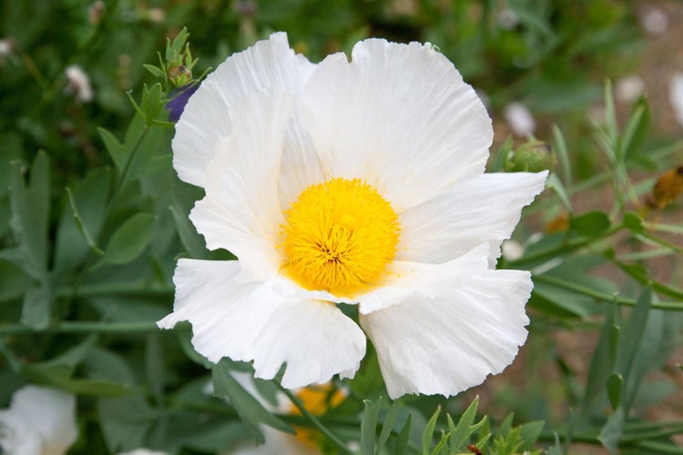 Nahaufnahme einer einzelnen kalifornischen Mohnblume mit weißen Blütenblättern und gelber Mitte