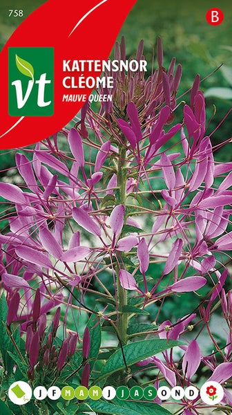 Kattensnor Cléome Mauve Queen Pflanze