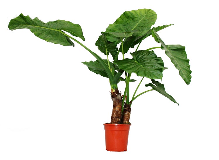 Alocasia cucullata 21cm Solitärpflanze - Elefantenohr, Höhe 80cm-100cm