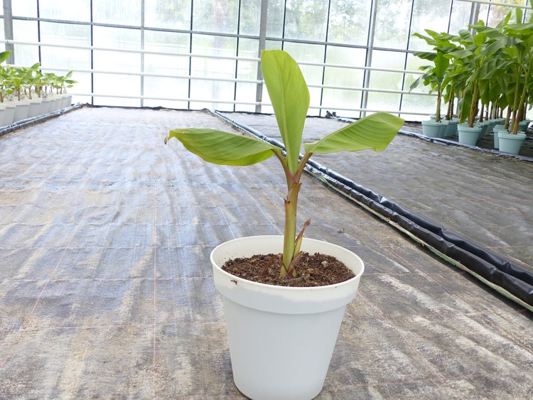 Bananenstaude Banane-Musa-velutina-55-60-cm, Kenia-Banane, Mini-Banane,  winterhart