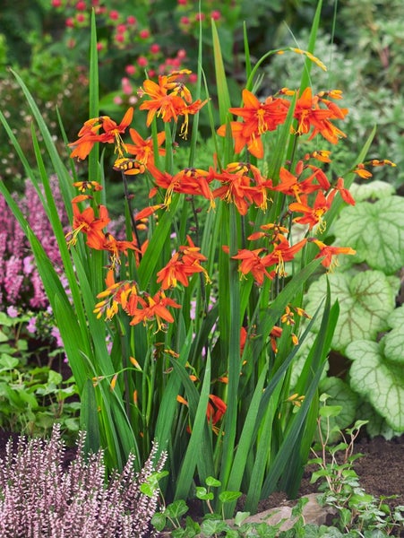Montbretie mit orangen Blüten im Garten