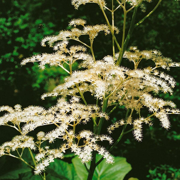Rodgersia sambucifolia, Schaublatt, ca. 11x11 cm Topf, dekoratives Laub
