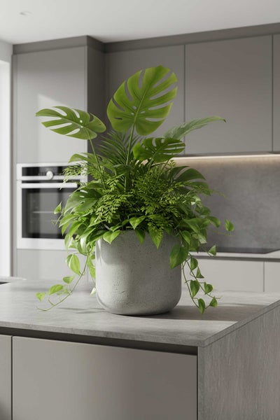 Üppiges Pflanzenarrangement mit Monstera und Farn in einem grauen Übertopf auf einer modernen Kücheninsel.