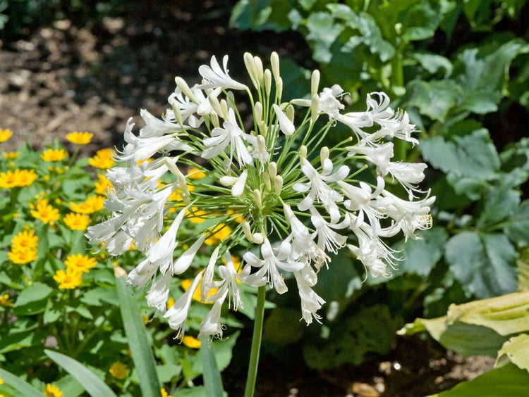 Agapanthus africanus 'Albus', Schmucklilie, weiß, ca. 9x9 cm Topf