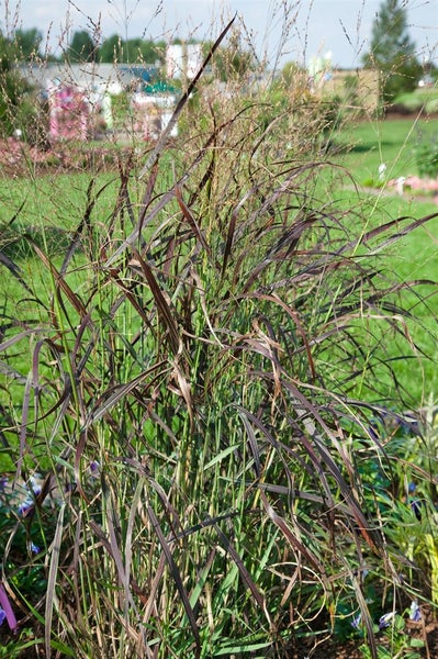 Panicum virgatum, Rutenhirse, ca. 9x9 cm Topf, zierend