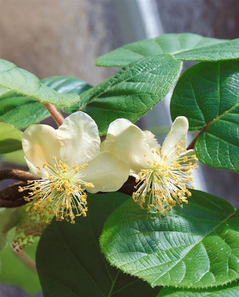 Actinidia arguta 'Ken's Red', Kiwibeere, rot, 40–60 cm