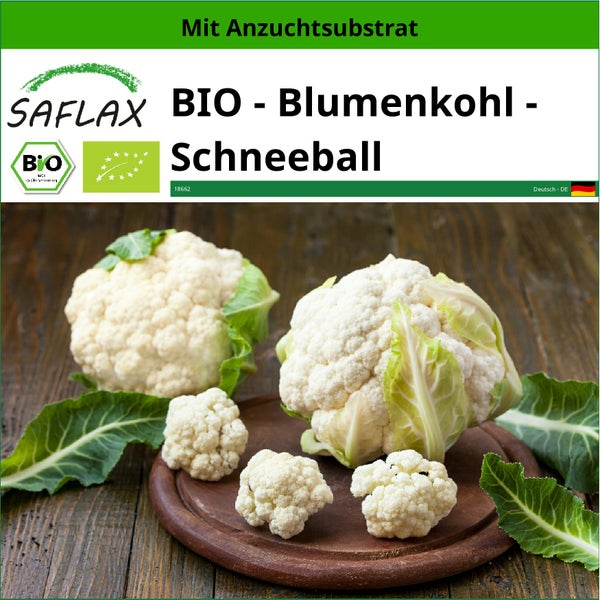 SAFLAX  - BIO - Blumenkohl - Schneeball - Brassica oleracea var. botrytis - 70 Samen - Mit keimfreiem Anzuchtsubstrat